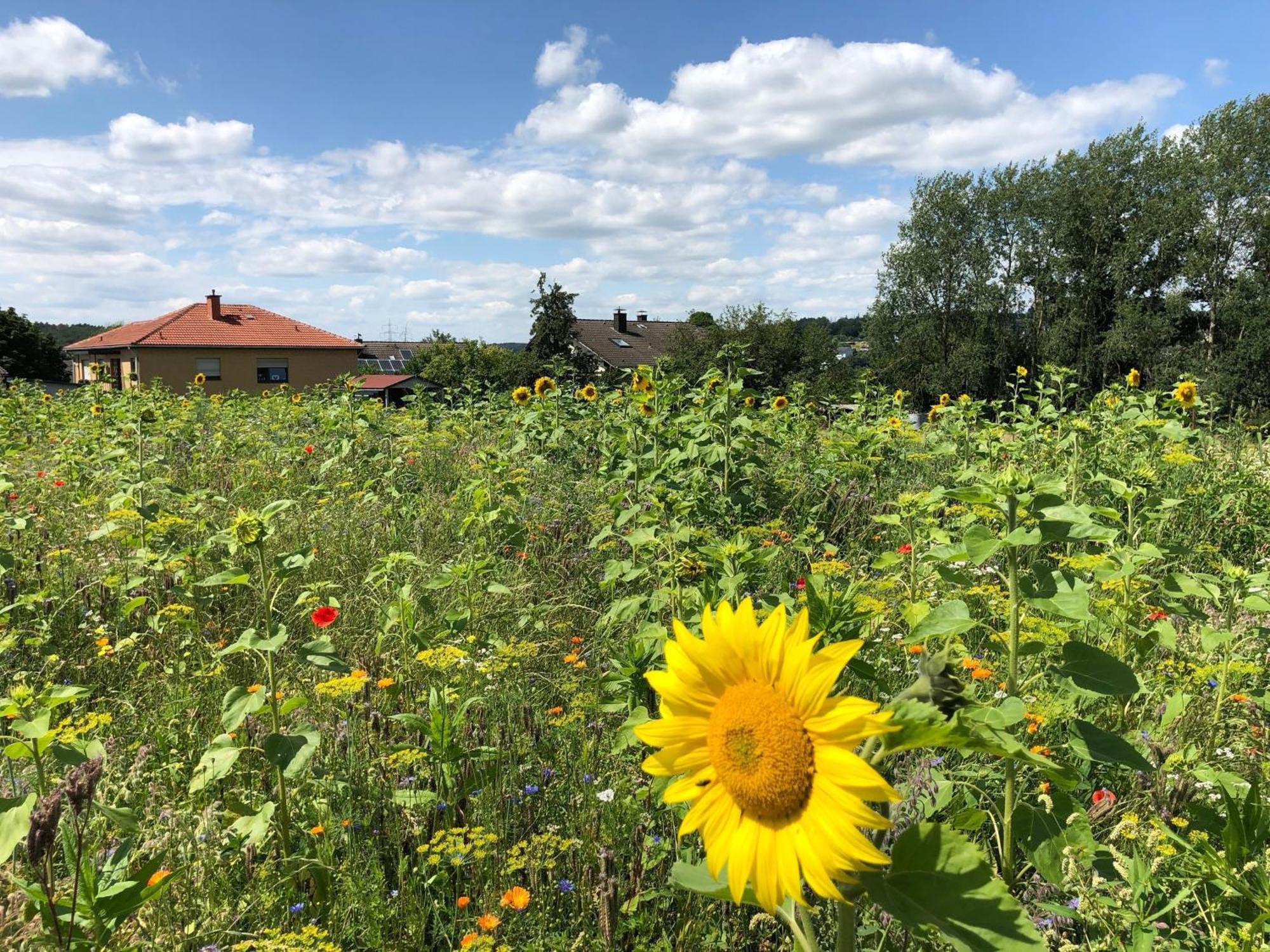 Ferienwohnung Carpe Diem Scheuerfeld Exteriör bild